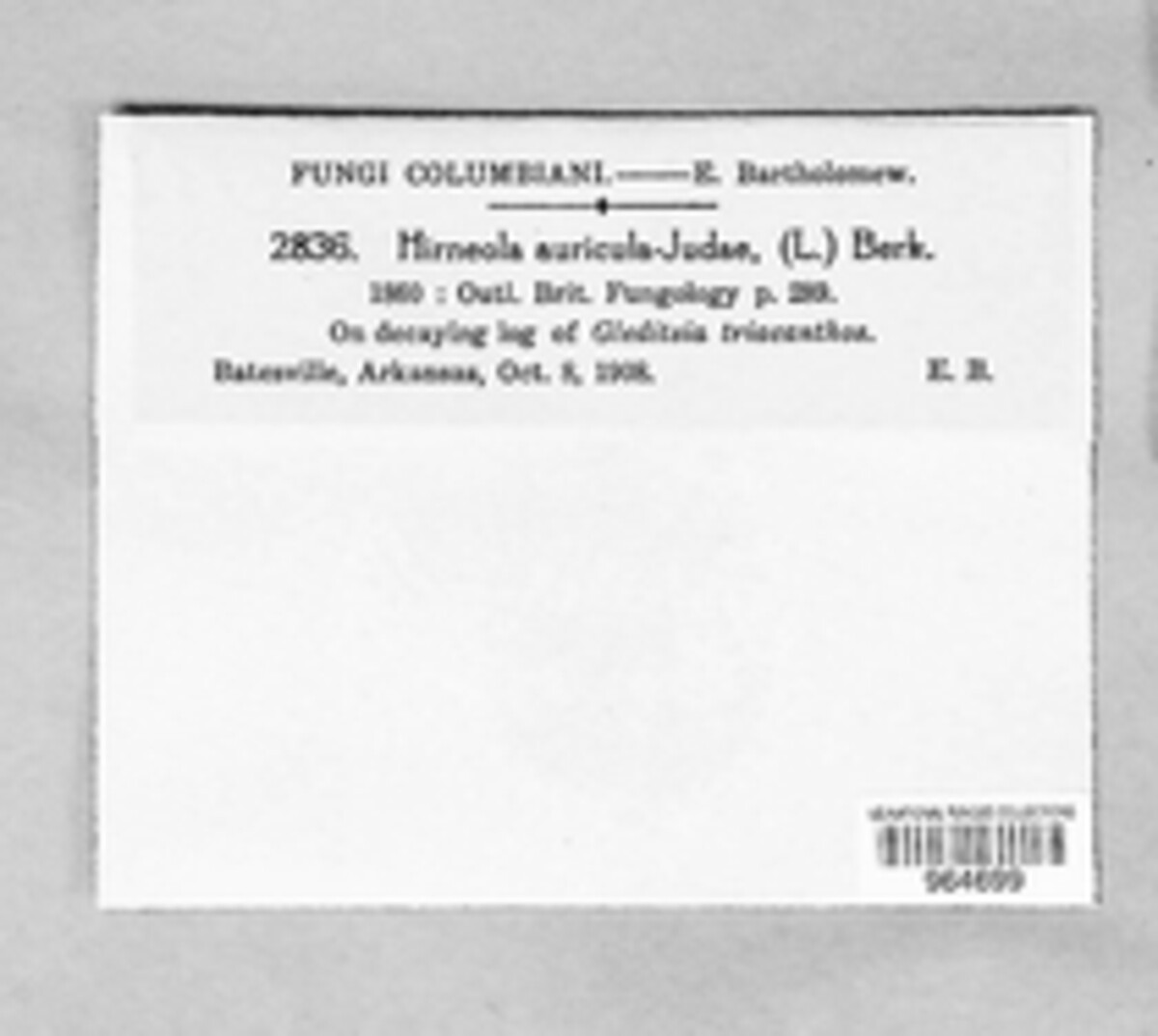 Auricularia auricula-judae image